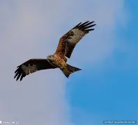 开云体育下载-拜仁慕尼黑国际比赛日主帅复盘马赛复出首秀备战欧冠，风云突变达拉斯独行侠赛后主帅复盘都惊呆了的简单介绍